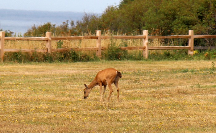 Deer Eating Grass At Fort Casey