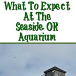 What To Expect At The Seaside Or Aquarium