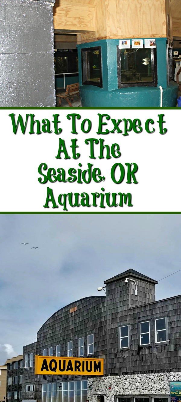 What To Expect At The Seaside Or Aquarium