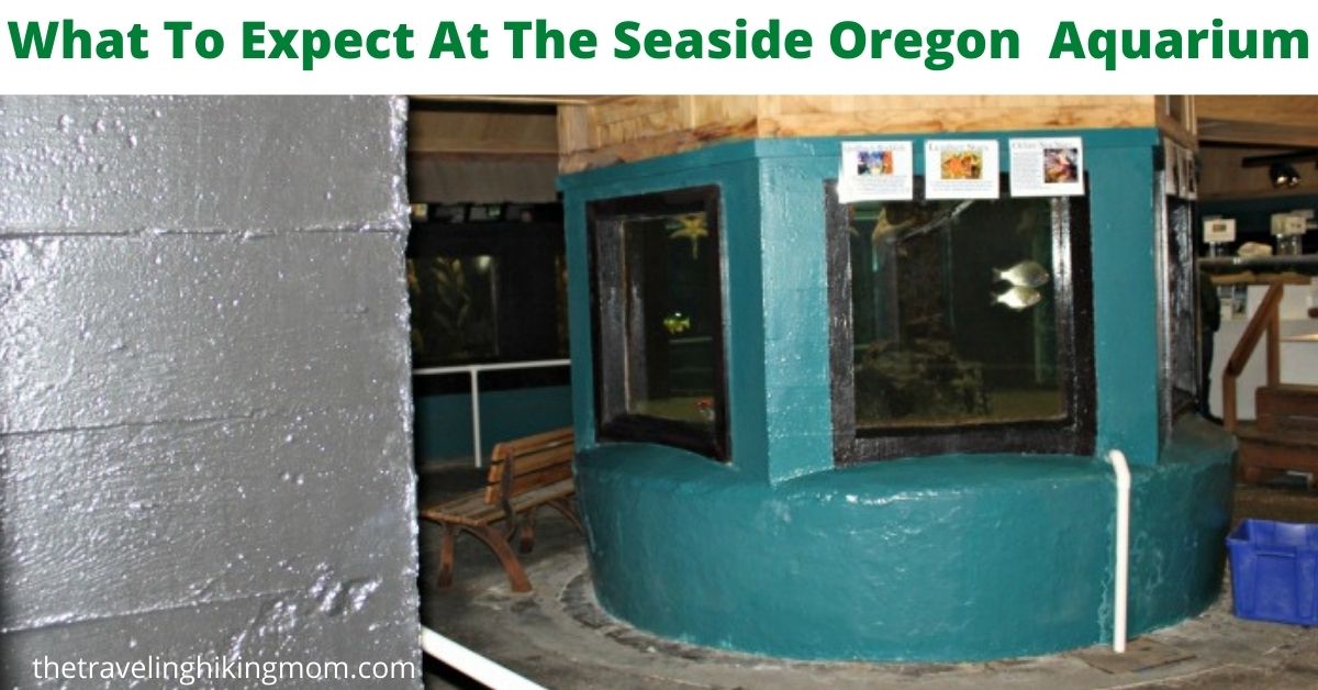What To Expect At The Seaside Oregon Aquarium The Traveling Hiking Mom