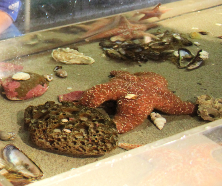 Seaside Oregon Aquarium Touch Tanks