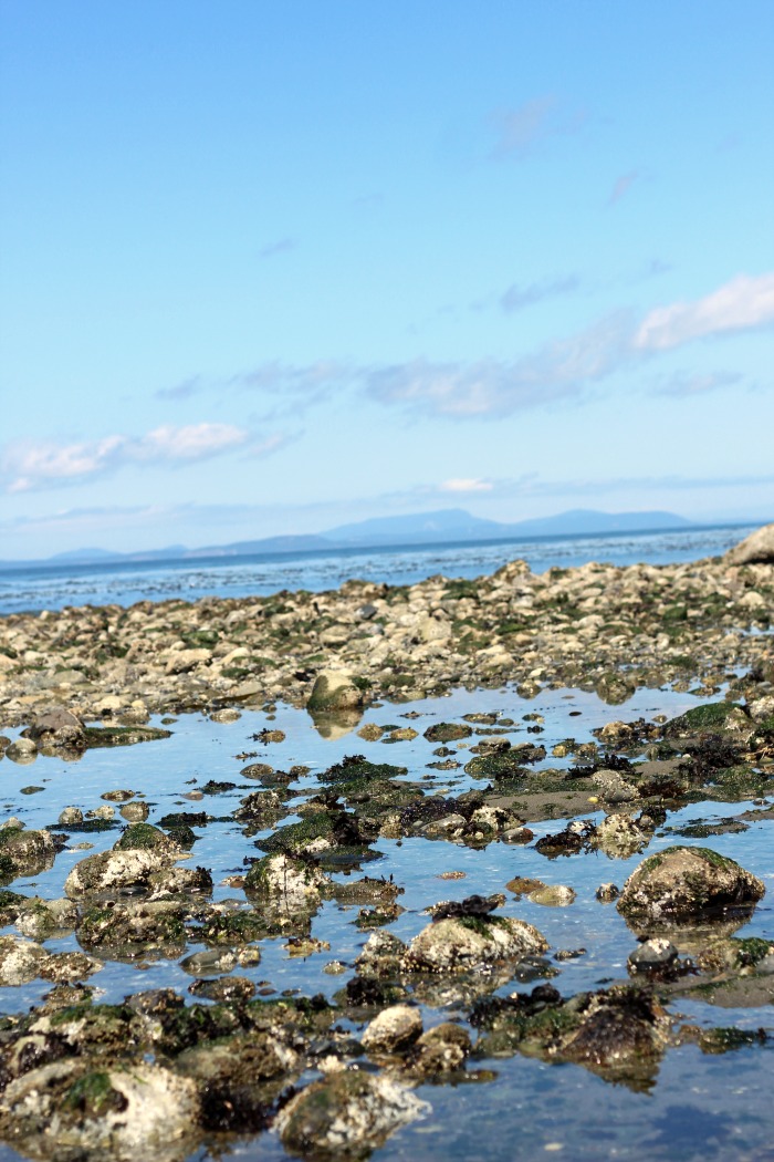 Tide Pools At Fort Ebey State Park