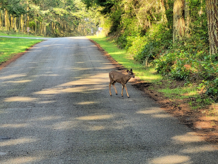 Deer Crossing Road At Fort Flagler