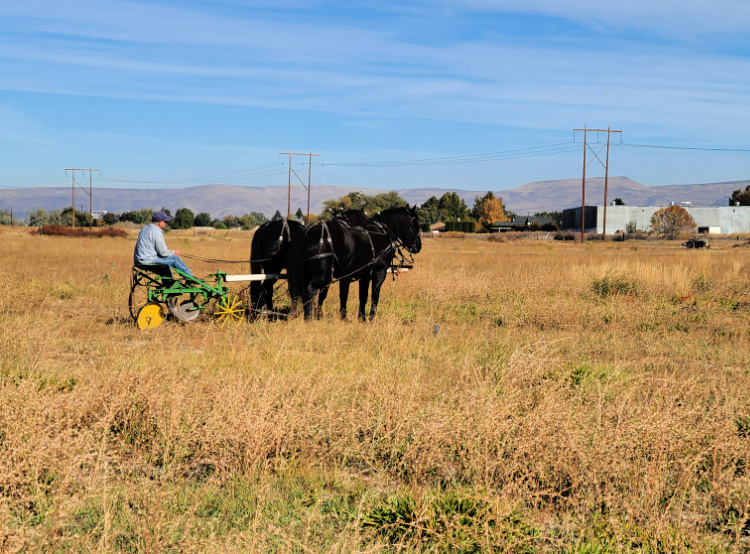 Central Washington Agricultural Museum fall farm days with horse drawn plow